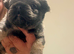 4 stunning French bulldogs puppies