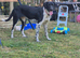 Beautiful female 10 month old German pointer cross collie
