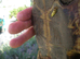 Adult Hermanns Tortoise