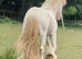 Cremello hermits bred colt