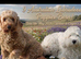 Fabulous Australian labradoodle pups. (Health tested lines)