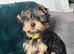 Beautiful puppies ready for new homes!