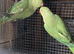 PairIndian ringneck