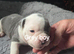 Old Tyme Bulldog puppies