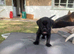 Beautiful litter of Labrador puppies