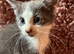 Blue and white kittens