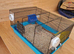 Baby quails