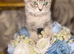 BSH x kittens
