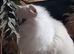 For stud Persian chinchilla