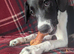 Springerdale Puppy For Sale