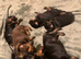 Royal KC Doberman puppies