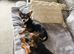 Chiweenie x