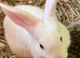 Blue eyed white babies