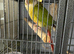 Green cheek Conure with Cage and Stand