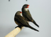 Common wax bill