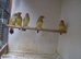 Star finches for sale &pound;40/pair