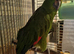 Yellow crested amazon parrot for sale