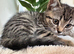 British shorthair mix