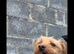 Male Yorkshire terrier 2 yr old
