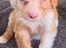 Cockapoo f1 pups &times;3