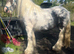 Splash the Chunky cob ridden