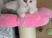 Persian/ ragdoll kitten