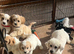 Cavachon puppies