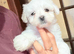 Maltese babys