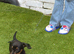 miniature  female dachshund for new family