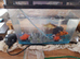 Goldfish male and female