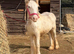 Stunning Grey Blagdon Filly