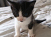 Kittens for sale