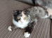 6 month Persian x Scottish fold female