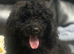 F1 cavapoo babies