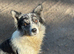 Collie pups from working parents