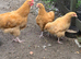 Young trio of Buff Orpington’s