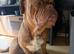 Dogue de Bordeux Girl