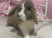 Male rabbit for sale