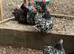 Lovely pair of black mottled pekins 1 cockerel and 1 hen great fertility