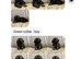 Shihtzu pups for sale