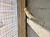 2 cockatiel looking for a new home.