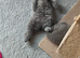 BEAUTIFUL LITTLE RUSSIAN BLUE KITTENS 9 WEEKS OLD