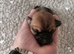 Beautiful puppies