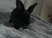 Mini lop cross: Ready to leave