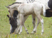 Quality Colt By Rowley Late Arrival