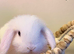 Mini Lop baby boy ready now (super friendly & tame)