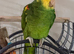 Amazon parrot