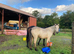 Registered 2 yr old buckskin gelding