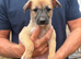 Genuine 3/4 whippet 1/4 collie pups ready now