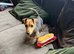 Beautiful smooth small black & tan Jack Russell puppies